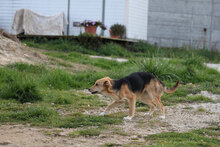 ASIA, Hund, Mischlingshund in Italien - Bild 8
