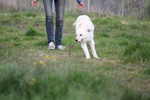 GIUDY, Hund, Mischlingshund in Italien - Bild 1