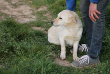 GIUDY, Hund, Mischlingshund in Italien - Bild 11