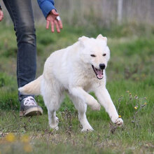 GIUDY, Hund, Mischlingshund in Italien - Bild 2