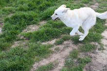 GIUDY, Hund, Mischlingshund in Italien - Bild 4