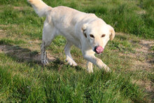 GIUDY, Hund, Mischlingshund in Italien - Bild 5