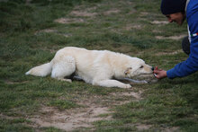 GIUDY, Hund, Mischlingshund in Italien - Bild 6