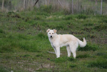 GIUDY, Hund, Mischlingshund in Italien - Bild 7