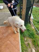SAM, Hund, Mischlingshund in Italien - Bild 10