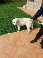 SAM, Hund, Mischlingshund in Italien - Bild 11