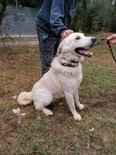 SAM, Hund, Mischlingshund in Italien - Bild 2