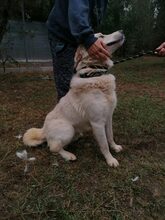 SAM, Hund, Mischlingshund in Italien - Bild 3