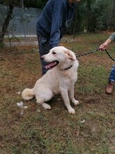 SAM, Hund, Mischlingshund in Italien - Bild 4