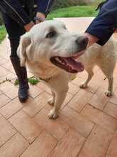 SAM, Hund, Mischlingshund in Italien - Bild 6