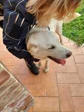 SAM, Hund, Mischlingshund in Italien - Bild 7