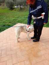 SAM, Hund, Mischlingshund in Italien - Bild 8