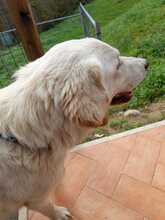 SAM, Hund, Mischlingshund in Italien - Bild 9
