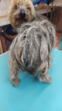 RUFUS, Hund, Yorkshire Terrier in Italien - Bild 10