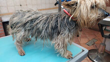 RUFUS, Hund, Yorkshire Terrier in Italien - Bild 11