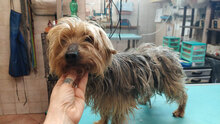 RUFUS, Hund, Yorkshire Terrier in Italien - Bild 8