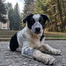 BRUNO, Hund, Mischlingshund in Ebsdorfergrund - Bild 1