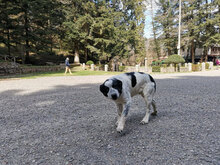 BRUNO, Hund, Mischlingshund in Ebsdorfergrund - Bild 2