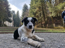 BRUNO, Hund, Mischlingshund in Ebsdorfergrund - Bild 3