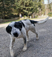 BRUNO, Hund, Mischlingshund in Ebsdorfergrund - Bild 5