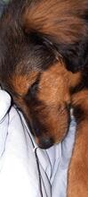 ZORA, Hund, Mischlingshund in Ungarn - Bild 8