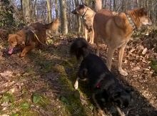 HAPPY, Hund, Mischlingshund in Altena - Bild 7