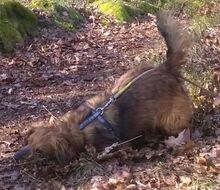 HAPPY, Hund, Mischlingshund in Altena - Bild 8