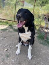 JOKER, Hund, Mischlingshund in Türkei - Bild 2