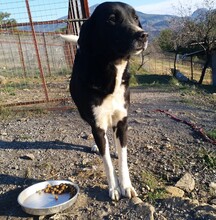 JOKER, Hund, Mischlingshund in Türkei - Bild 4