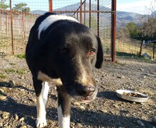 JOKER, Hund, Mischlingshund in Türkei - Bild 6