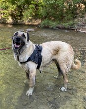 CHIGUITITA, Hund, Mischlingshund in Türkei - Bild 1