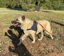 CHIGUITITA, Hund, Mischlingshund in Türkei - Bild 3