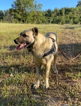 CHIGUITITA, Hund, Mischlingshund in Türkei - Bild 4