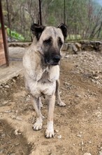 CHIGUITITA, Hund, Mischlingshund in Türkei - Bild 5