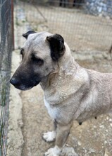 CHIGUITITA, Hund, Mischlingshund in Türkei - Bild 8