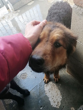 MILLY, Hund, Mischlingshund in Italien - Bild 10