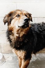 MILLY, Hund, Mischlingshund in Italien - Bild 3