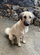 ENOLA, Hund, Mischlingshund in Türkei - Bild 12