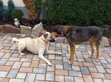 ENOLA, Hund, Mischlingshund in Türkei - Bild 6