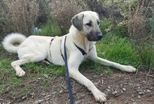ENOLA, Hund, Mischlingshund in Türkei - Bild 8