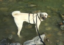 ENOLA, Hund, Mischlingshund in Türkei - Bild 9