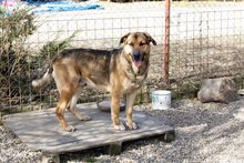 AMIRO, Hund, Mischlingshund in Kroatien - Bild 1