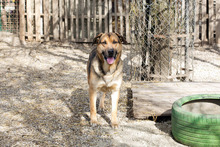 AMIRO, Hund, Mischlingshund in Kroatien - Bild 3
