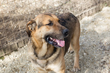 AMIRO, Hund, Mischlingshund in Kroatien - Bild 5