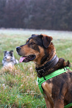 BAYMAX, Hund, Mischlingshund in Bad Karlshafen - Bild 3