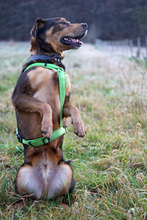 BAYMAX, Hund, Mischlingshund in Bad Karlshafen - Bild 4