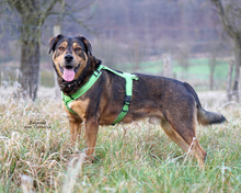 BAYMAX, Hund, Mischlingshund in Bad Karlshafen - Bild 5