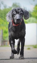 HOLGER, Hund, Mischlingshund in Slowakische Republik - Bild 3