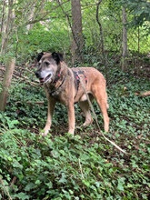 HERRTURTUR, Hund, Mischlingshund in Herrsching - Bild 2
