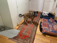 HERRTURTUR, Hund, Mischlingshund in Herrsching - Bild 3